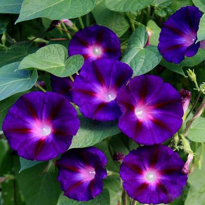 Aywal Japanese Morning Glory *MIXED* Ipomoea Nil Seed