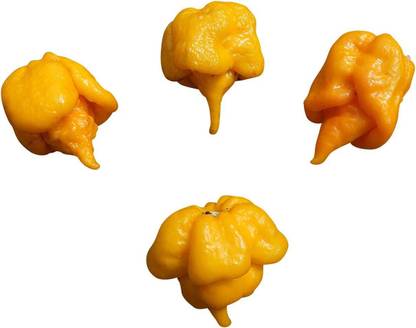 CYBEXIS Trinidad Scorpion Butch T Yellow Chilli Pepper Seeds-300 Seeds Seed
