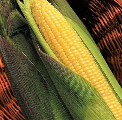 VibeX ® VXI-358 Kandy Korn Yellow Sweet Corn Seeds Seed