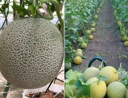 Aywal Muskmelon/Kharbuja Fruit Seed