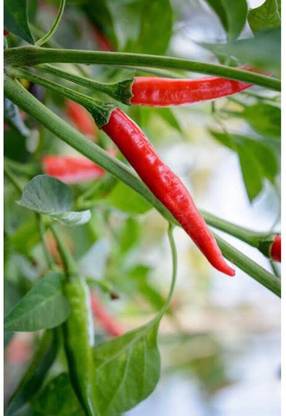 greenfarm NXC- Chilli Seeds/Mirchi Seeds , Best Quality , 450 X Seeds ,mnj189 Seed