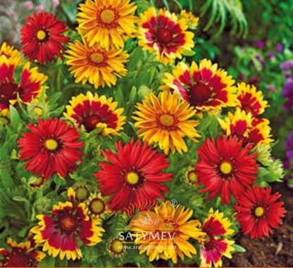 BSARKAR Gladia flower seed Seed