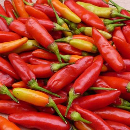 CYBEXIS Hardy Pepper Chilli - Tabasco Seeds-300 Seeds Seed
