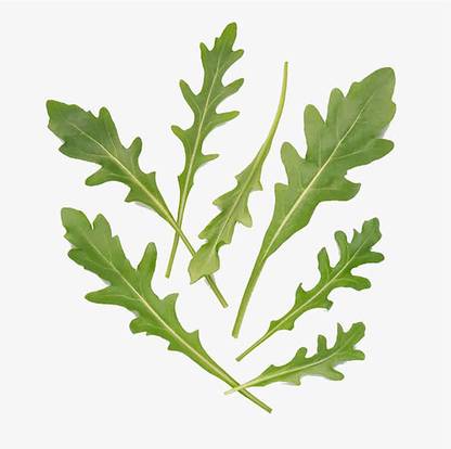CYBEXIS High Germination Arugula Seeds High-Yield1400 Seeds Seed
