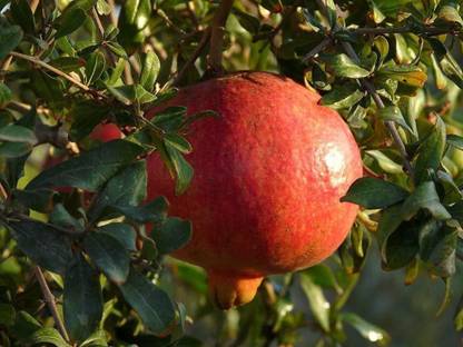 CYBEXIS GBPUT-95 - Kazake Hardy Pomegranate Tree - (90 Seeds) Seed