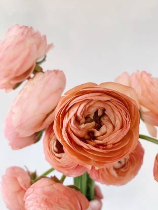 Oakwood Farms ® Imported Ranunculus Flower Bulbs For Your Garden ( Apricot Color ) Seed