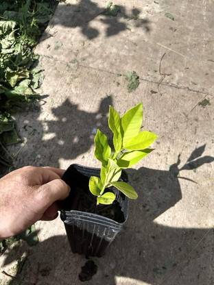 CRGO ™ XII-685 Dwarf Lemon Tree Starter Plant Seeds Seed
