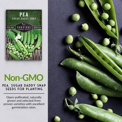 CYBEXIS XL-63 - Sugar Daddy Snap Pea - (900 Seeds) Seed