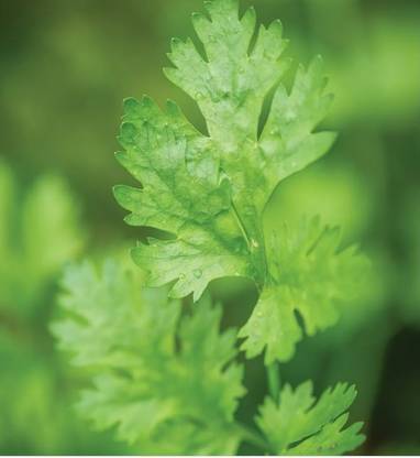 ZIXA Cilantro Calypso/Coriander Seed