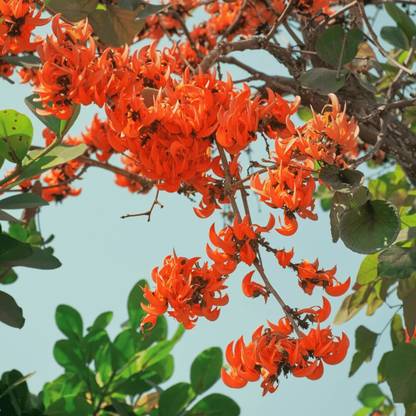 Arshiayat butea monosperma, palash, flame of the forest Seed