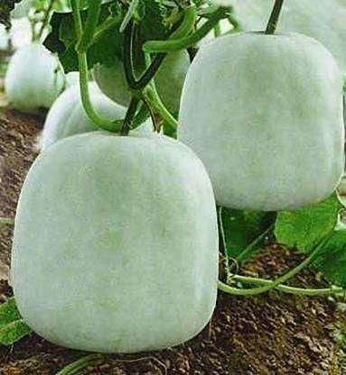 Aywal Ash Gourd (Mithai Petha) Vegetable Seed