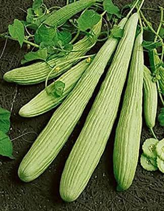 TRICONE Long Melon Outdoor Kakdi/kakri/kakree Plant Seeds 10 Beej LMS17 Seed