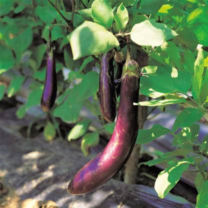Avysa Brinjal Seed