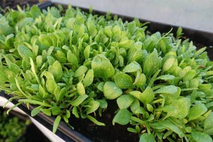 Aywal Spinach, Palak, Palong Seed