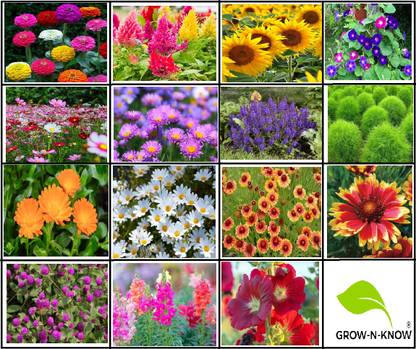 organic gallery Summer Flower combo zinnia sunflower astar 15 flowers Seed