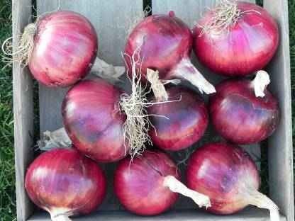 KANAYA Onion Red Kanda Vegetable Seed Price in India - Buy KANAYA Onion ...