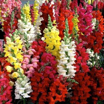 Dasstore antinium mixer colour winter type flower seed Seed