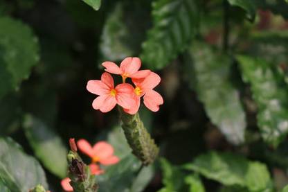 CR STORES kanakambaram-firecracker-crossandra Seed