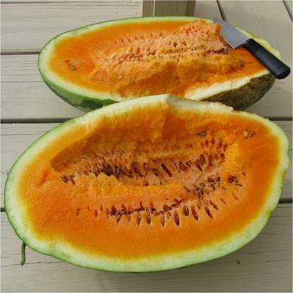 VibeX GUA-83 - Orange Watermelon (Citrullus lanatus) - (450 Seeds) Seed