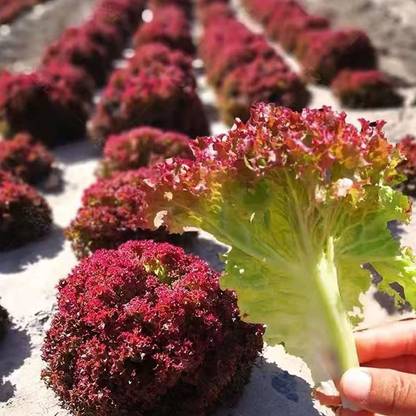 VibeX ® XLR-519 Salad Bowl Red Leaf Lettuce Seeds Seed