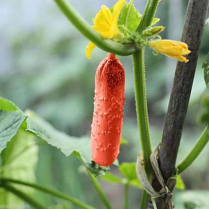 CYBEXIS Fast Germination Red Cucumber Seeds Cucumis Sativus-250 Seeds Seed