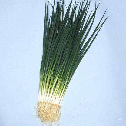 WILLVINE SYN -VIII Onion Seeds - Bunching - Kyoto Kujo Negi [1g] Seed