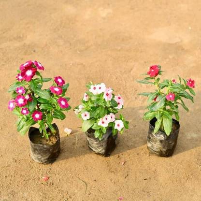 ibains Sadabahar flower seeds Seed
