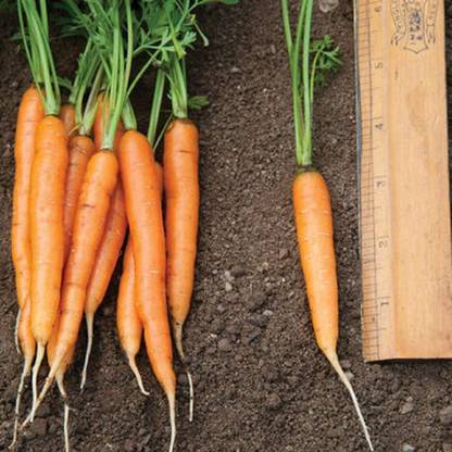 WILLVINE XLL-436 Carrot Adelaide (Orange) Seed