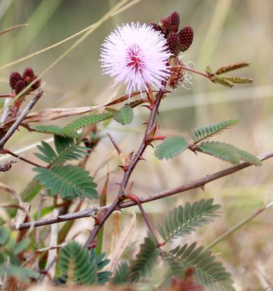 MAHAMAYA A TO Z Touch Me Not Plant, Lojjaboti Plant, White Lojjaboti plant, Sensitive plant Seed