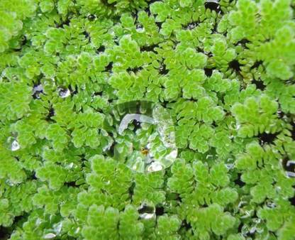 RAPIDGROW Azolla Seed
