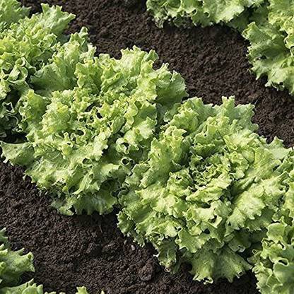 VibeX ® VLR-741 Lettuce Summer Crisp Muir Seed