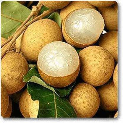 JRYU Litchi Fruit Seed