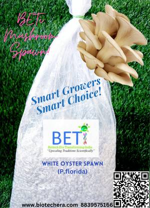 BETi Mushroom White Oyster mushroom spawn, Mushroom seeds, Mushroom spawn, Mushroom ke beej Seed