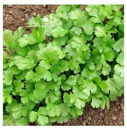ZIXA HERB CORIANDER CILANTRO Seed