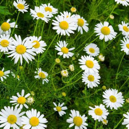 Nodoc German chamomile flower Seed
