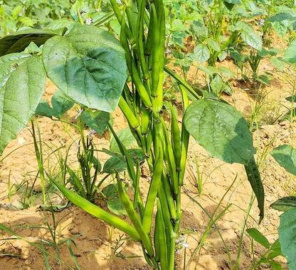 CHILLATAI Cluster Beans / Guar Bean / Kothavaranga / Seeniyavaraka Seed
