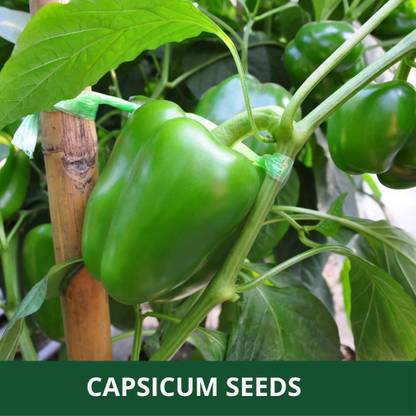 VibeX NDIR-17 - Natural Green Capsicum - (450 Seeds) Seed