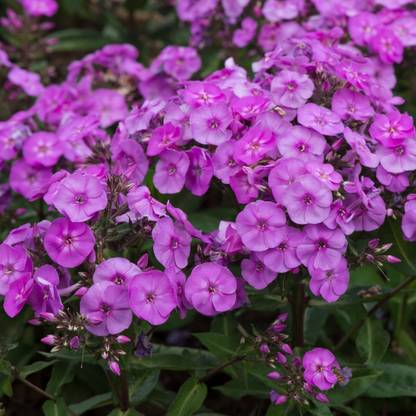 CEZIUS Phlox maculata ‘Delta’ Purple Seed