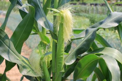 Aywal Sweet White waxy corn , White glutinous corn Seed