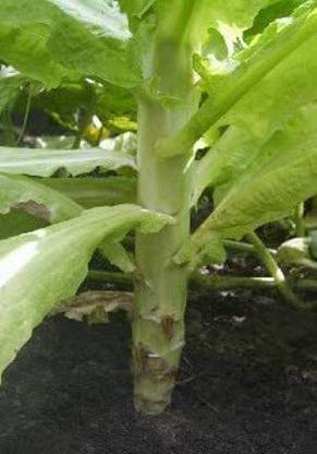 VibeX ® XXL-683 Sword Leaf Lettuce Seeds Seed