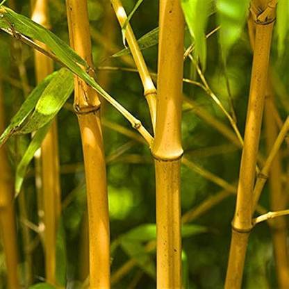 wequality yellow bamboo seeds /bamboo seeds 95 Seed