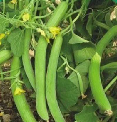 Kingdom KAKRI SEEDS, Long Melon Kakri SEEDS, Cucumber Kakdi Seed