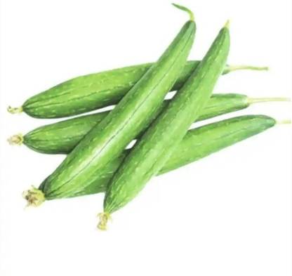 Quentova Sponge Gourd (Tori) Ram Turai Seed