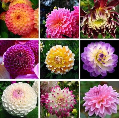 VibeX ATS-33 - Mixed Color Dahlia Rare White Red Dahlia Charming Flower - (180 Seeds) Seed