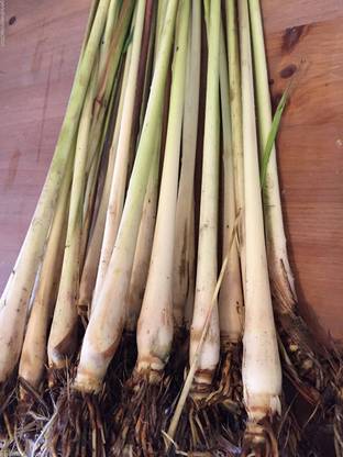 VibeX XL-29 - Lemon Grass Plant - (750 Seeds) Seed
