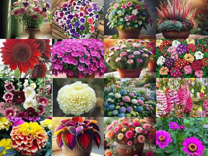NooElec Seeds India 1150+ SEEDS-16 Variety of Flower Seeds-All Seasons Flower Seed