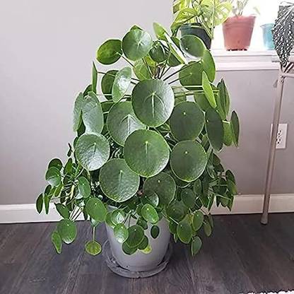 JAY JAJARAM Uganio Plant Chinese Money Plant Seed