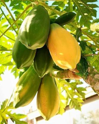 BJUBAS Taiwan papaya seeds pack of 102 Seed