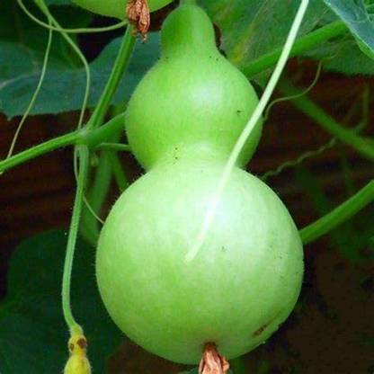 CYBEXIS PAU-28 - Birdhouse Gourd for Planting - (300 Seeds) Seed