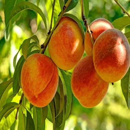 KANAYA Peach Fruit Seeds For Home Gardening Seed